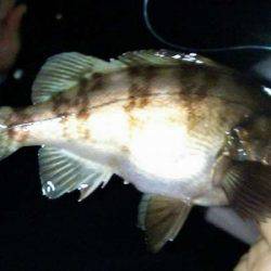 大サバ釣り多っ!!