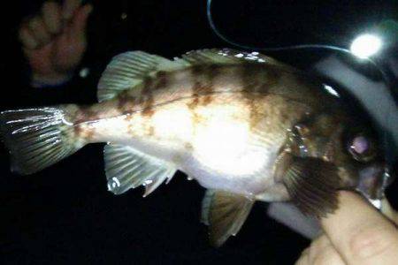 大サバ釣り多っ!!