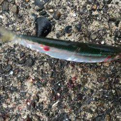 神戸港ツバス調査