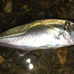 ガッシーマンション