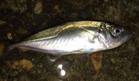 ガッシーマンション