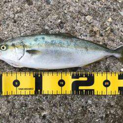 やっとツバス釣れた