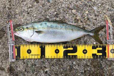 やっとツバス釣れた