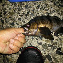 梅雨が明けても梅雨メバル