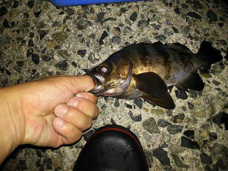 梅雨が明けても梅雨メバル
