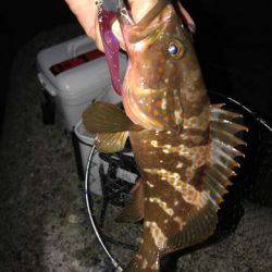 ボトムワインドでアコウ