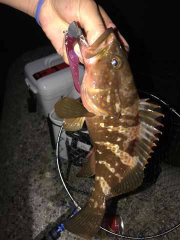 ボトムワインドでアコウ