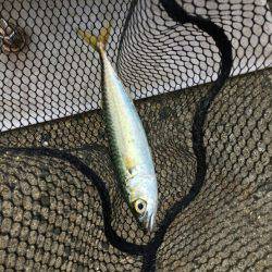 七夕りんくうアジ調査