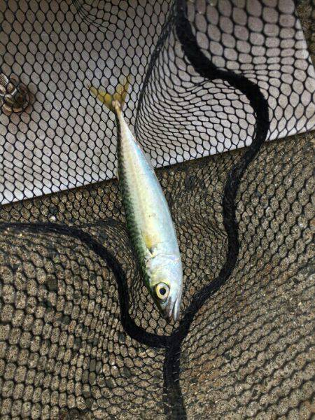 七夕りんくうアジ調査