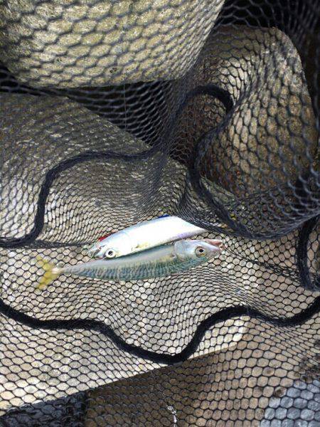 ジグサビキに挑戦