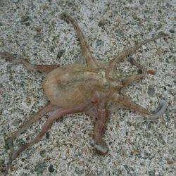 ちょい投げでピンサイズばっかり