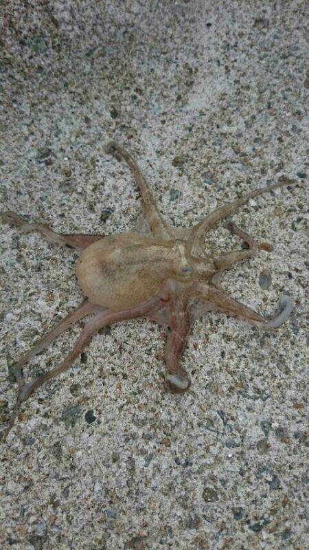 ちょい投げでピンサイズばっかり