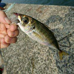 朝ショアジギ 昼夜アジング