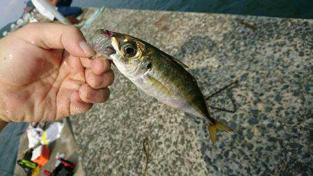 朝ショアジギ 昼夜アジング