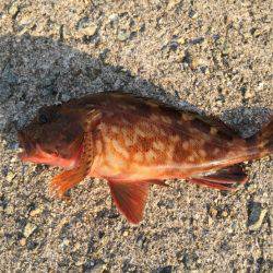 アジを狙いに！