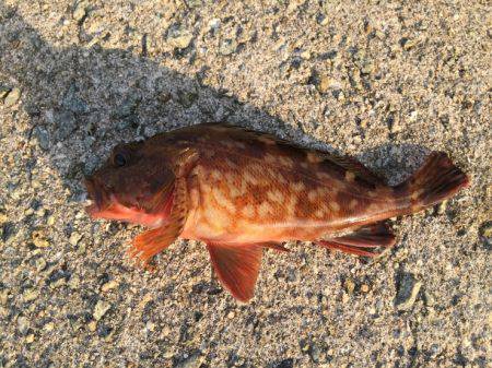 アジを狙いに！