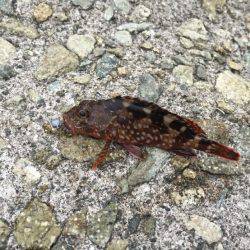 アジを狙いに！