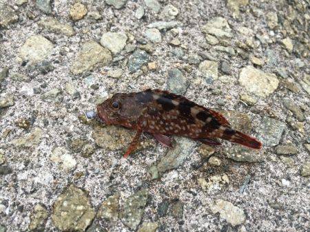 アジを狙いに！