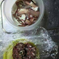 サビキ釣りでウリ坊の猛攻を受け撃沈…。