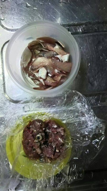 サビキ釣りでウリ坊の猛攻を受け撃沈…。