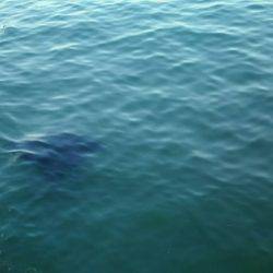 回遊魚とのタイミングが