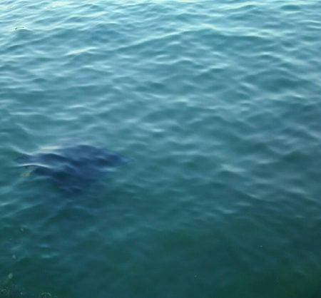 回遊魚とのタイミングが