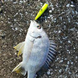 トップチヌ炸裂