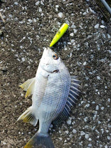 トップチヌ炸裂