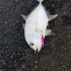 エバことメッキ27㎝