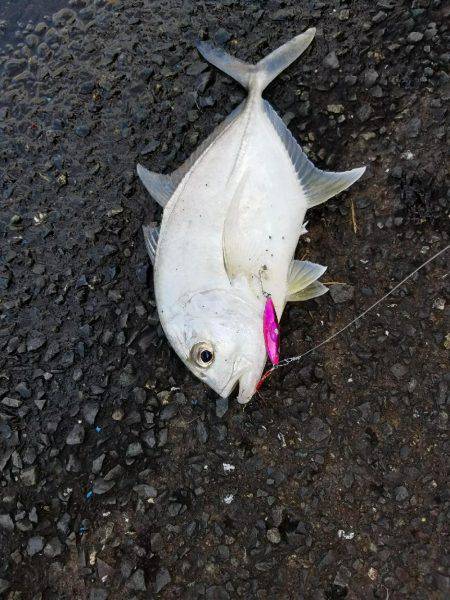 エバことメッキ27㎝