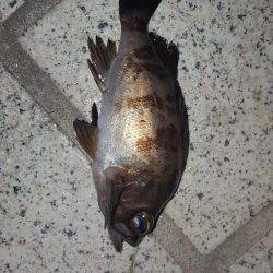 台風去った！アジング！