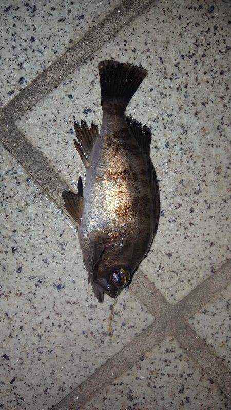 台風去った！アジング！