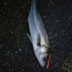 シーバスフィッシング