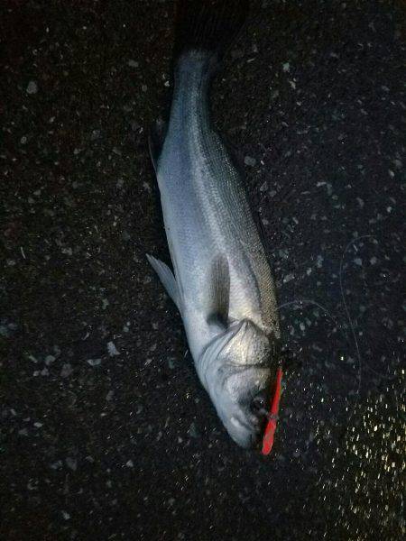 シーバスフィッシング