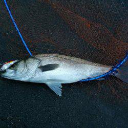 シーバスフィッシング