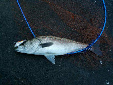 シーバスフィッシング