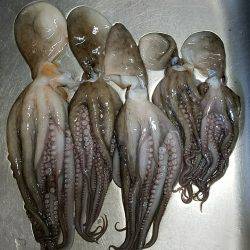 オクトパッシング