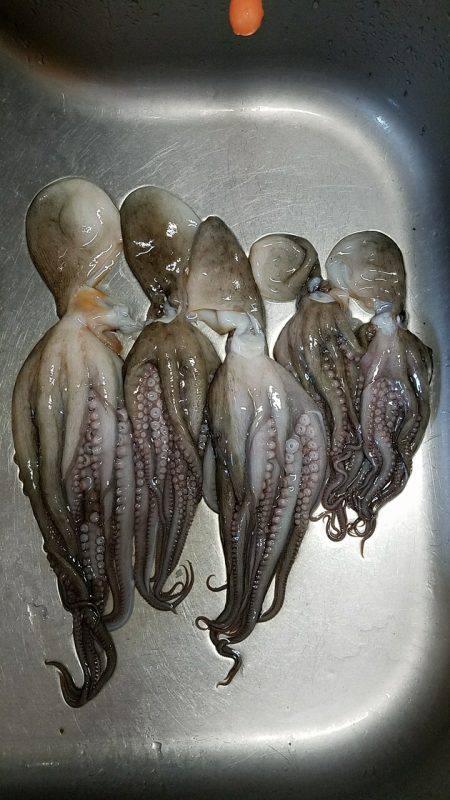 オクトパッシング