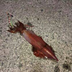 ケンサキエギング