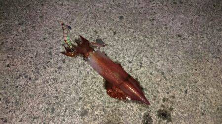 ケンサキエギング