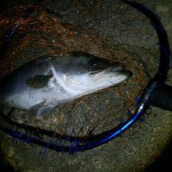 シーバスフィッシング