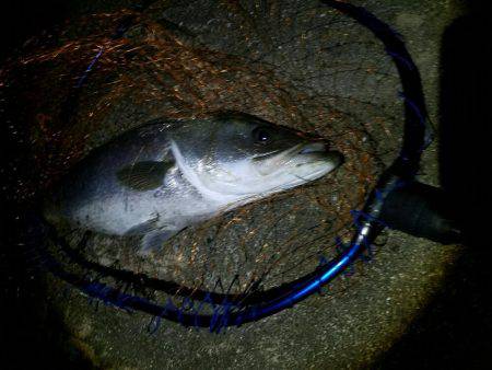 シーバスフィッシング