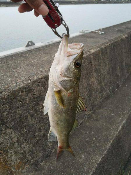 ナイトゲーム？