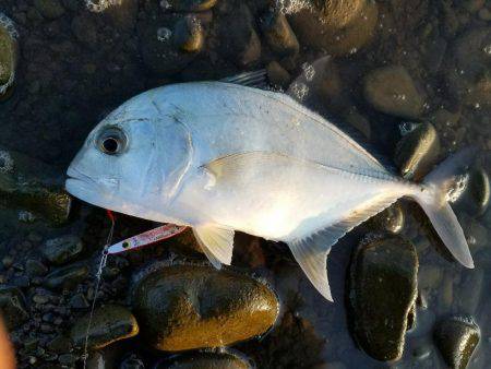 メッキことエバことロウニンアジ