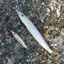 スーパーライトショアジギング！