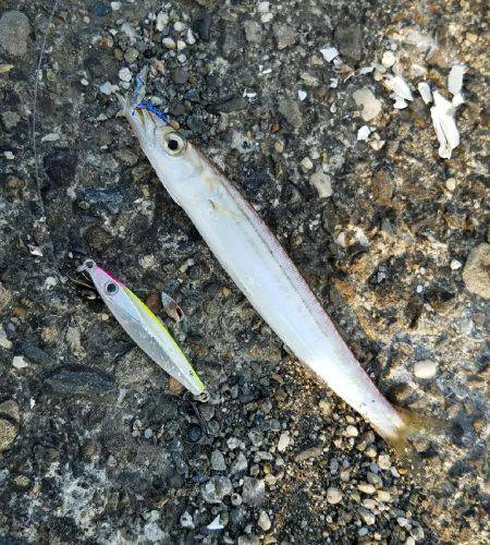 スーパーライトショアジギング！