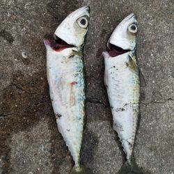 タチウオは何処に？