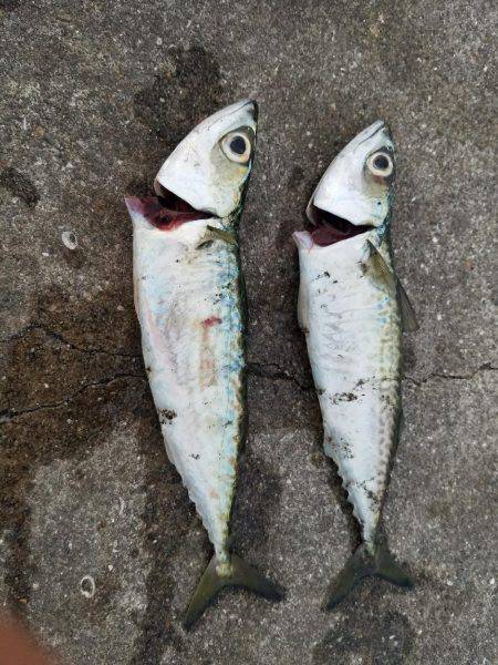 タチウオは何処に？