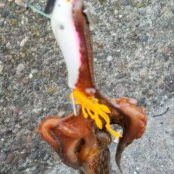 タコ本番ですかね？