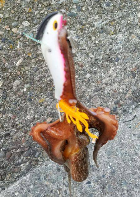 タコ本番ですかね？